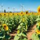 Sunflowers: The Radiant Wonders of the Natural World